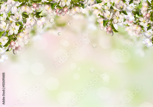Spring background with an apple tree.