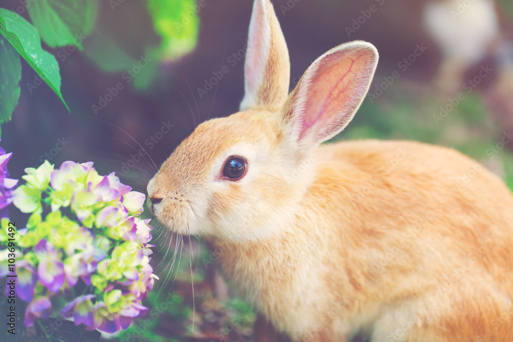 Obraz premium Rabbit in front of a hydrangea bush
