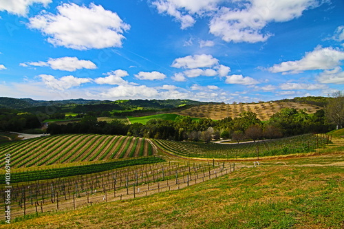 Εκτύπωση καμβά Paso Robles California USA Wine Country Scenery