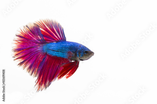 The Siamese fighting fish, also sometimes colloquially known as the Betta is one of the most popular aquarium fish, and has been part of the hobby for a very long time,