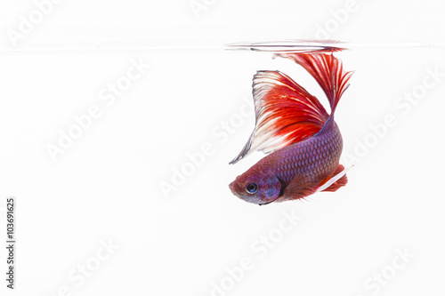 The Siamese fighting fish (Betta splendens), also sometimes colloquially known as the Betta.