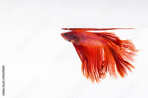 The Siamese fighting fish (Betta splendens), also sometimes colloquially known as the Betta.