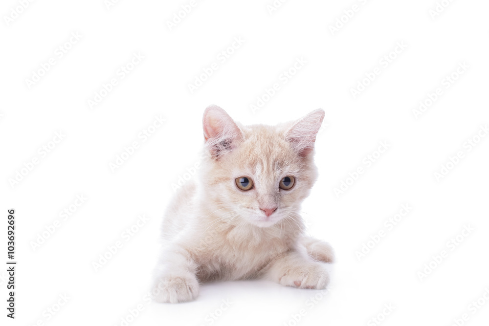 kitten in white background