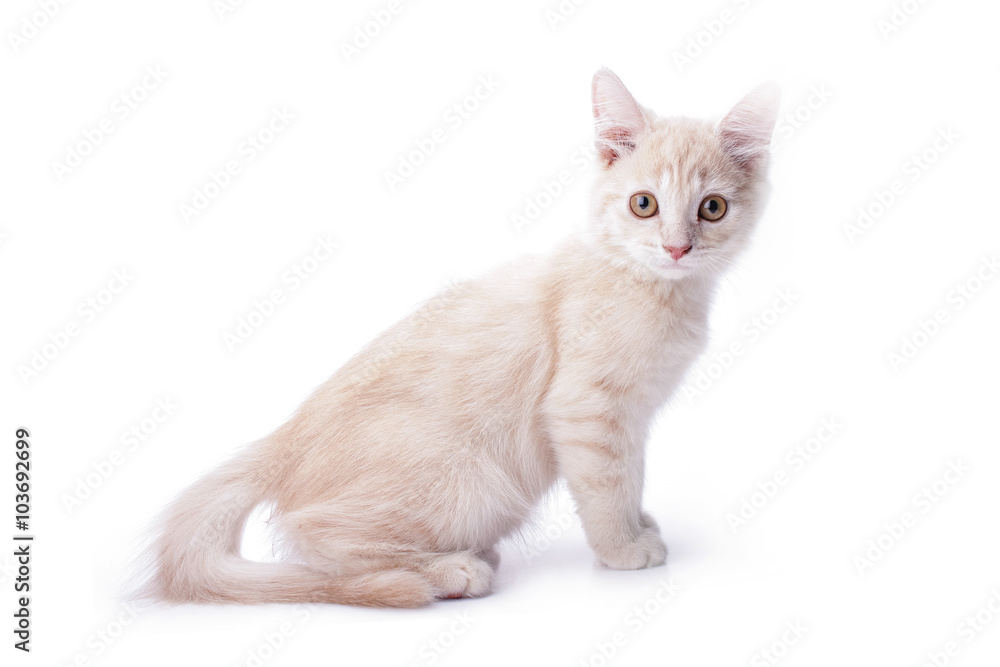 kitten in white background