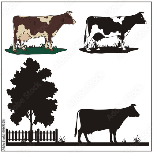 vector cow isolated on a white background