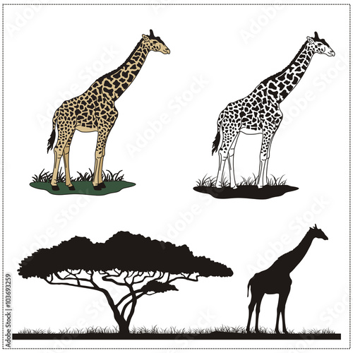 vector giraffe on white background, profile and silhouette of the giraffe