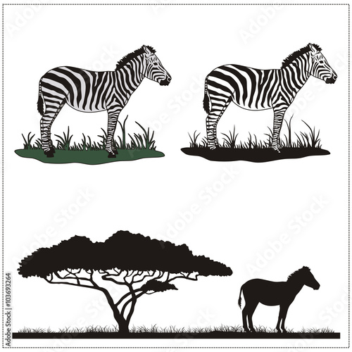 vector zebra on white background  profile and silhouette of the zebra