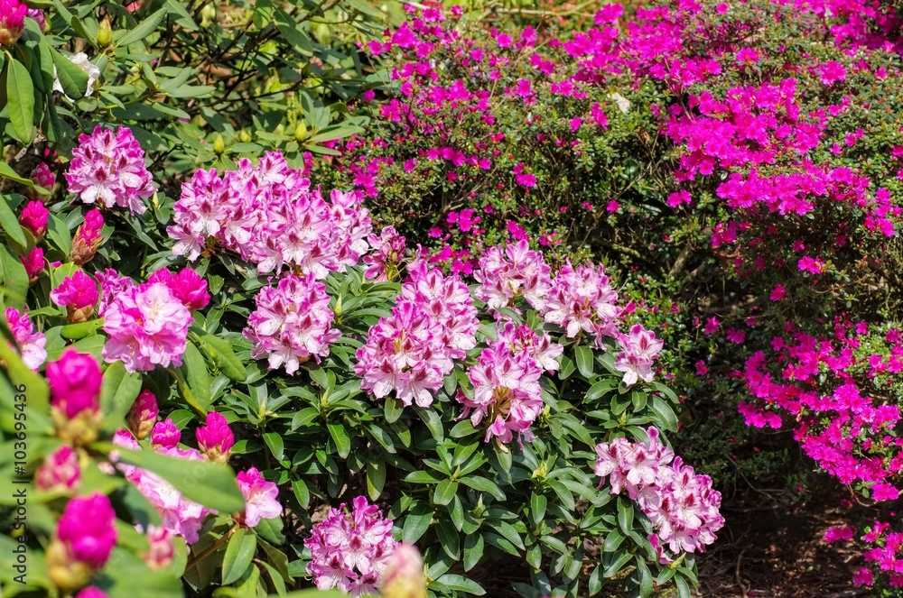 Rhododendron und Azalee - Rhododendron and azalea plants Rhododendron und Azalee - Rhododendron and azalea plants