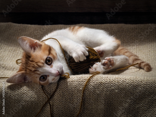 The kitten plays with a ball of yarn. Kitten funny. Cat playing fun