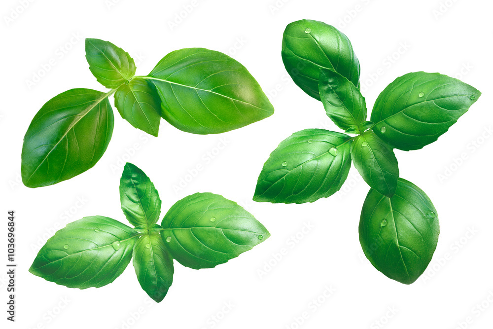 Genovese basil isolated on white Genovese basil isolated on white