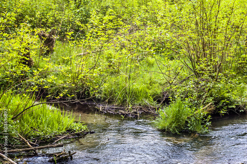 Fototapeta Naklejka Na Ścianę i Meble -  Source of river among trees at spring. Springtime landscape