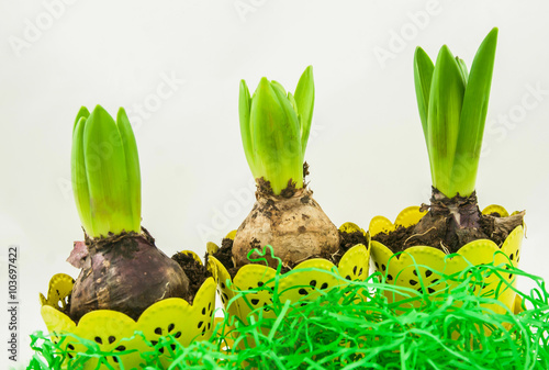 A pot of hyacinth flowers with bulbs on a white background.