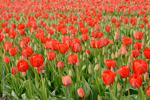 field with red tulips