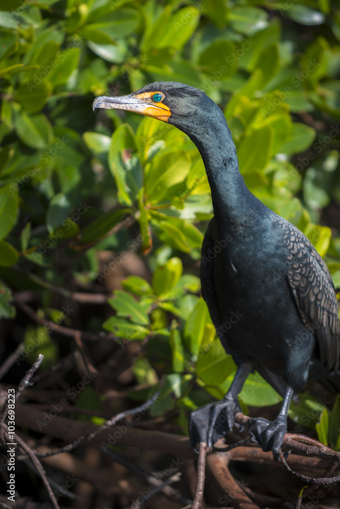 Naklejka premium double-crested cormorant Phalacrocorax auritus profile close-up