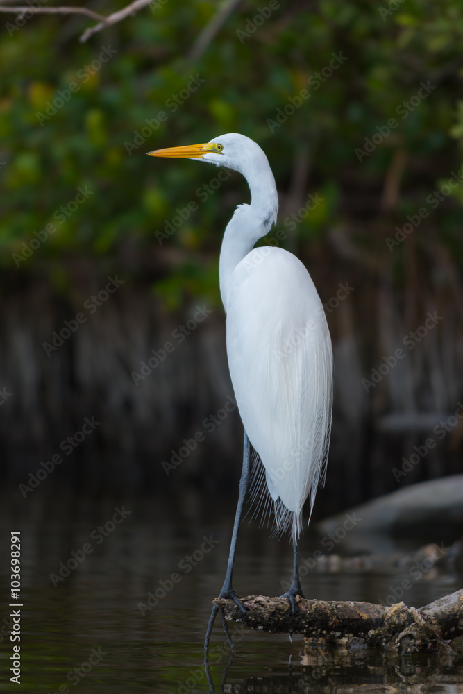 Great White Egret Great White Egret