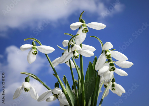 beautiful spring snowdrops ,background sky