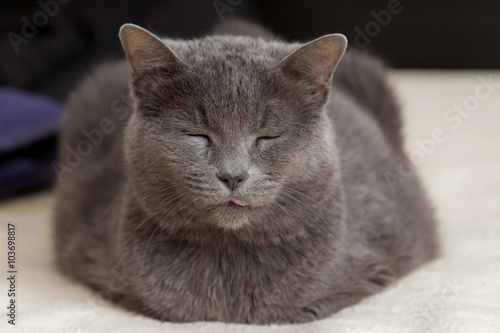 Chartreux cat sleeping