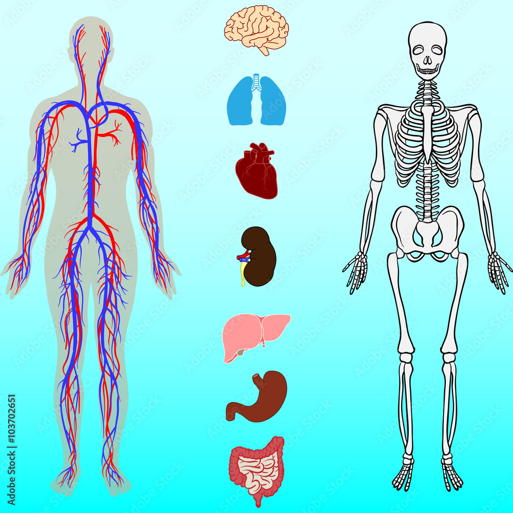 Строение человека модель 2 класс. Макет тела человека с органами. Макет человека с органами для детей. Модель внутреннего строения человека. Макет внутреннего строения человека.