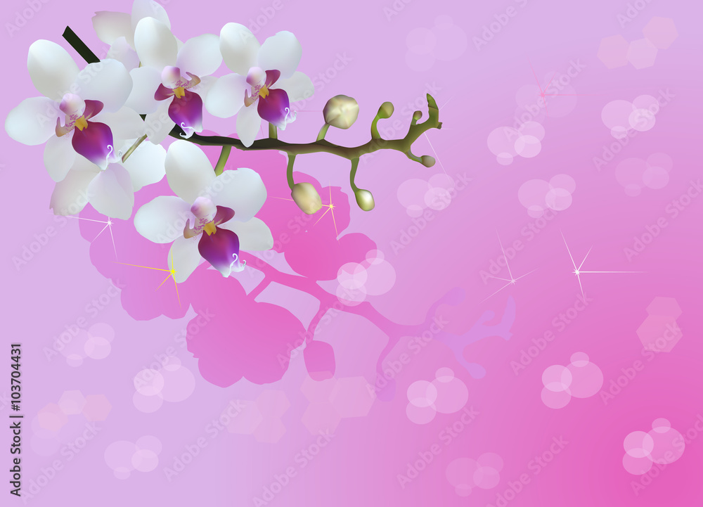 white orchid blooms on pink bright background white orchid blooms on pink bright background