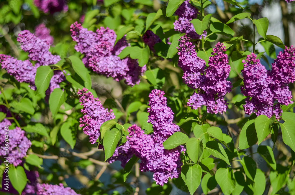 lilac bush in bloom in spring. Selectiv focus lilac bush in bloom in spring. Selectiv focus