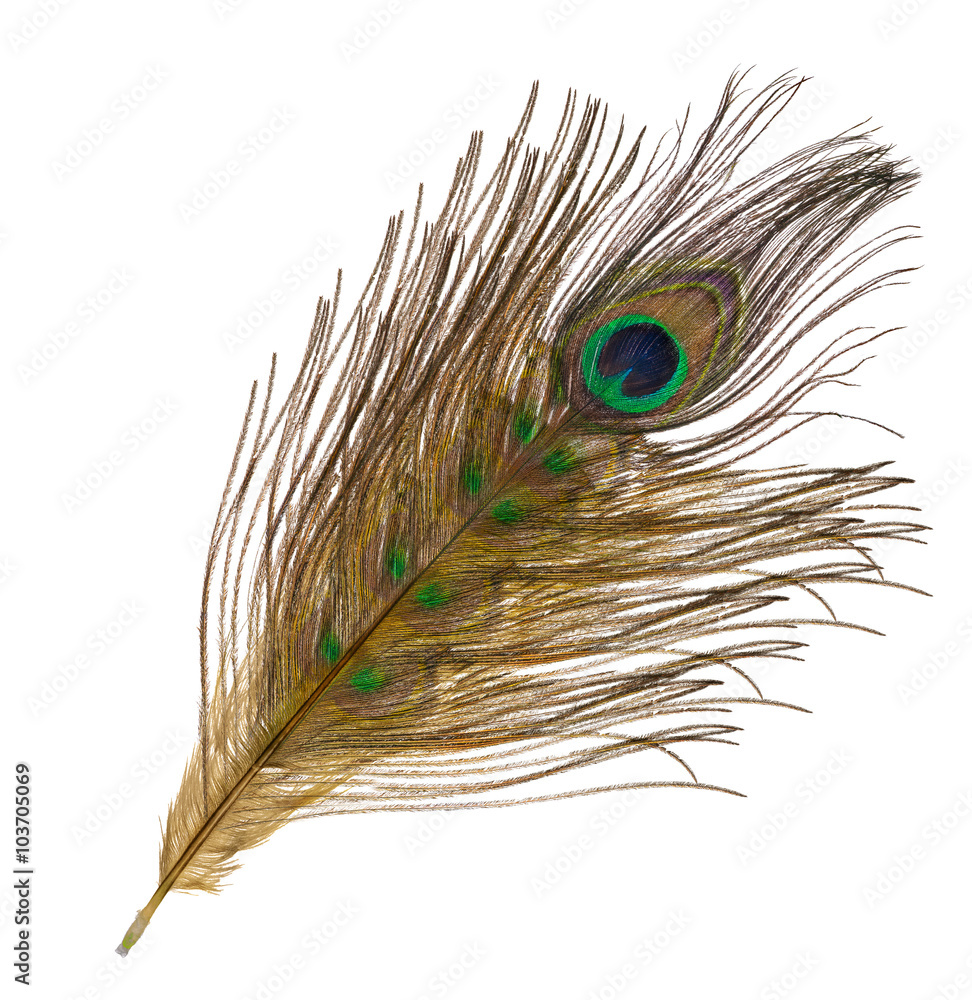 Naklejka premium fantastic feather isolated on white