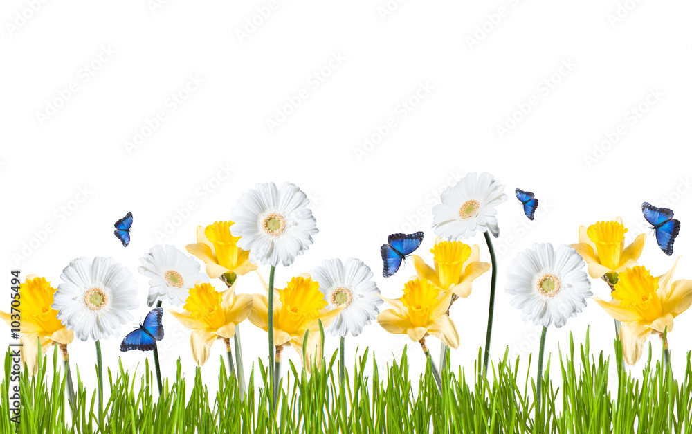 Fototapeta premium Gerber Daisy, isolated on white background