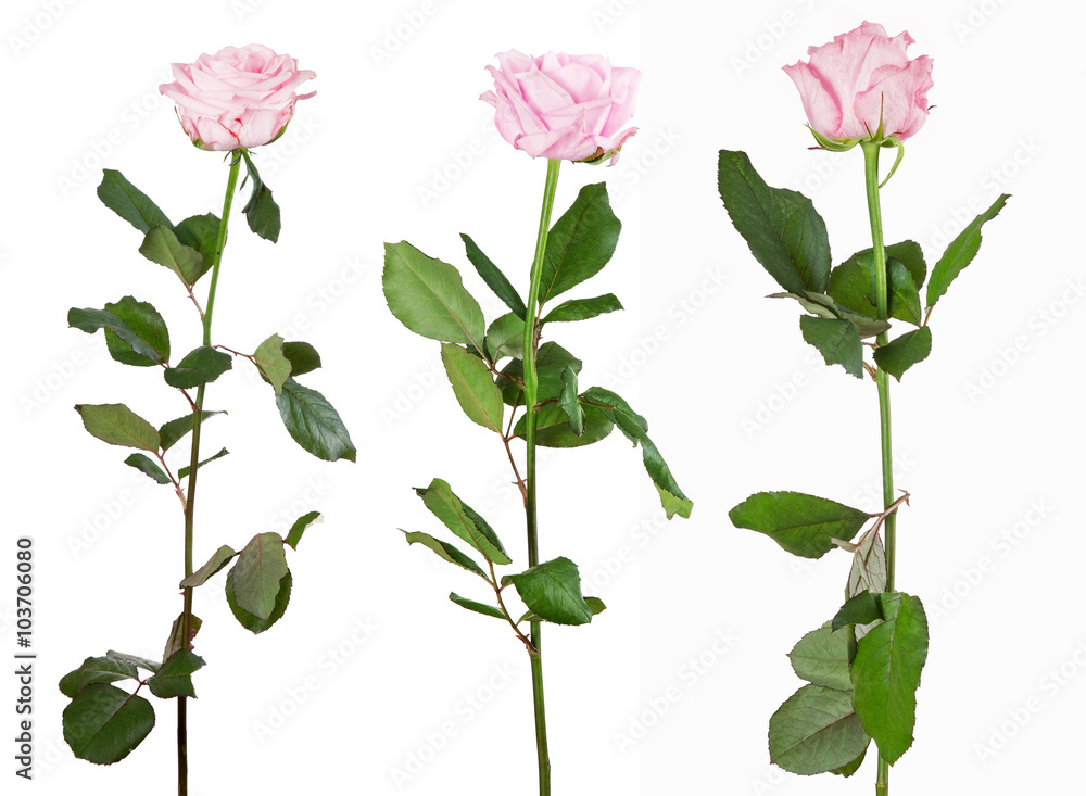 three light pink roses isolated on white