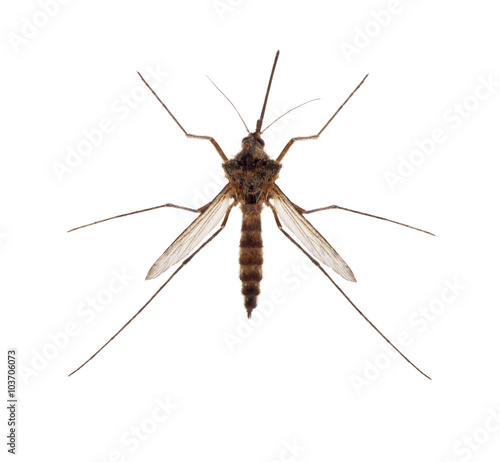 brown small isolated mosquito