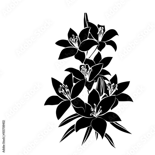 Fototapeta Naklejka Na Ścianę i Meble -  Black silhouette Lily.