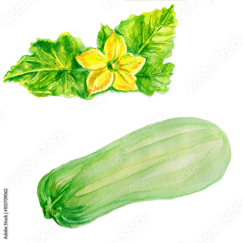 Marrow zucchini, zucchini flower watercolor illustration on white background