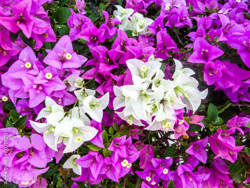 bougainvillea purple and white color in the garden