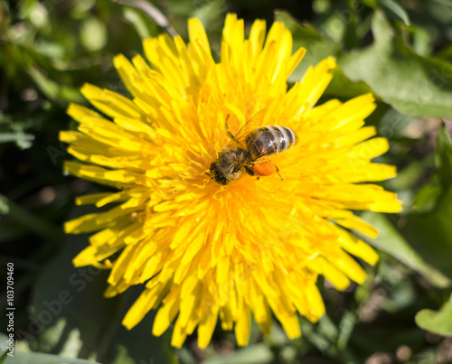 Yellow dandelion with bee