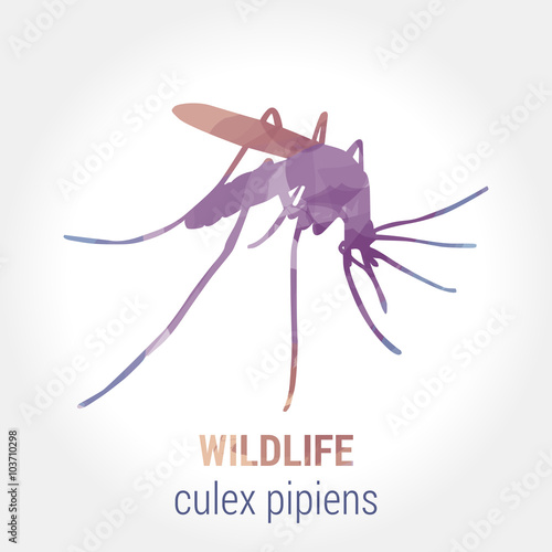 Wildlife banner - culex pipiens