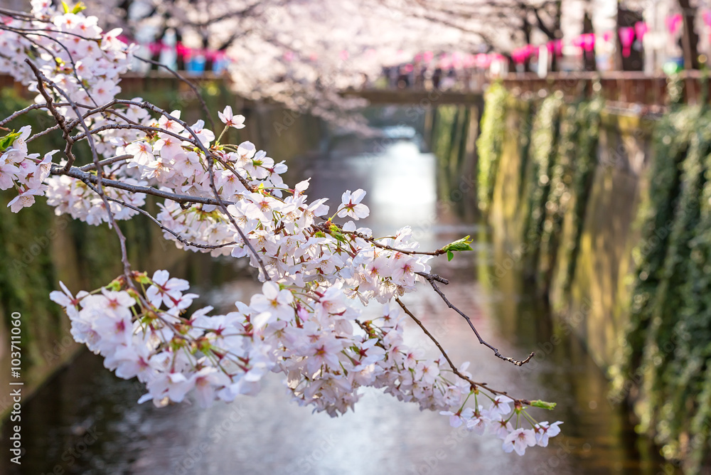 Fototapeta premium Cherry blossom lined Meguro Canal in Tokyo, Japan.