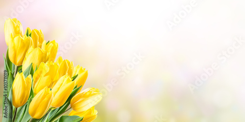 Fototapeta Naklejka Na Ścianę i Meble -  Spring Background with Yellow Tulip