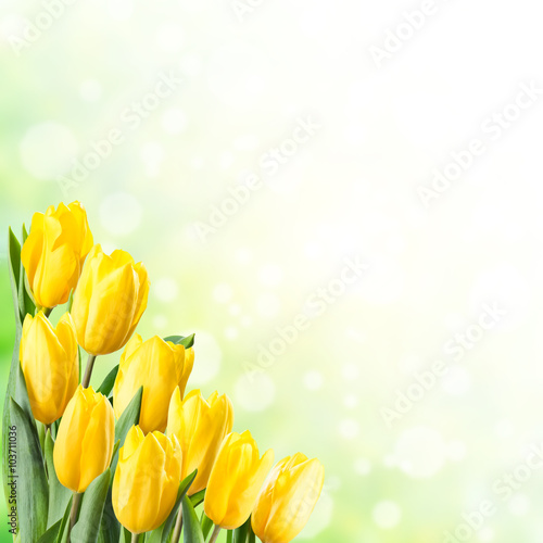Fototapeta Naklejka Na Ścianę i Meble -  Spring Background with Yellow Tulip