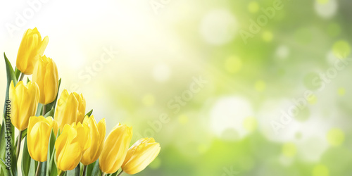 Spring Background with Yellow Tulip