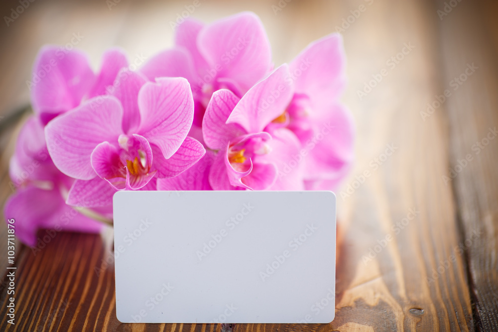 Fototapeta premium Beautiful purple phalaenopsis flowers