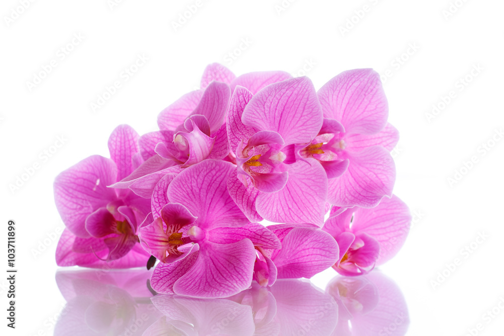 Obraz premium Piękne fioletowe kwiaty phalaenopsis