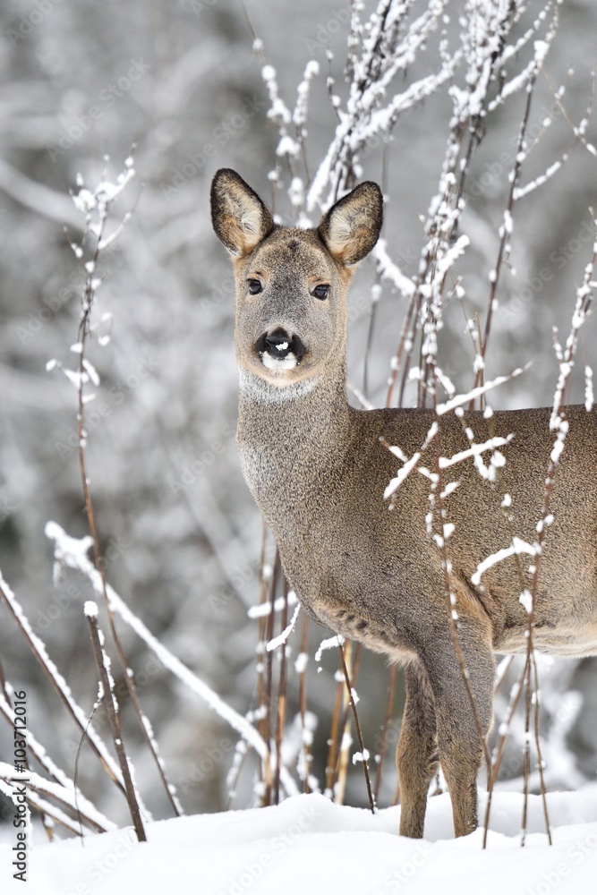 Fototapeta premium Roe deer (Capreolus capreolus) in winter. Roe deer with snowy background. Roe deer on snow.