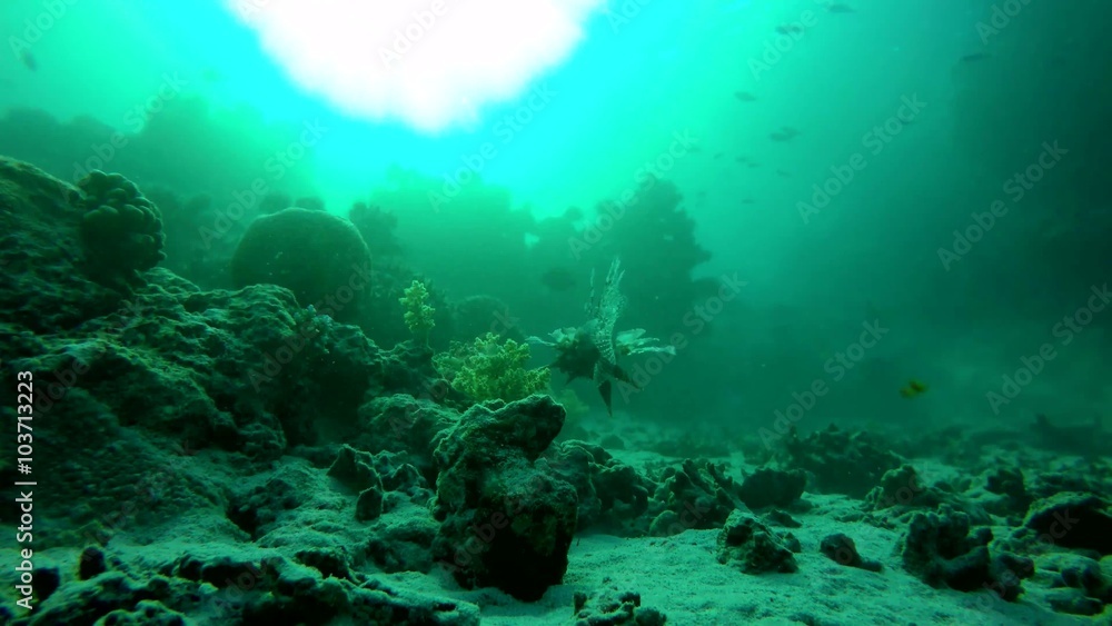 reef, Fish of the coral reef. The depth of the ocean. Underwater adventure. Beautiful coral reef. Life under the water. Warm tropical sea. The world under water. reef, Fish of the coral reef. The depth of the ocean. Underwater adventure. Beautiful coral reef. Life under the water. Warm tropical sea. The world under water.