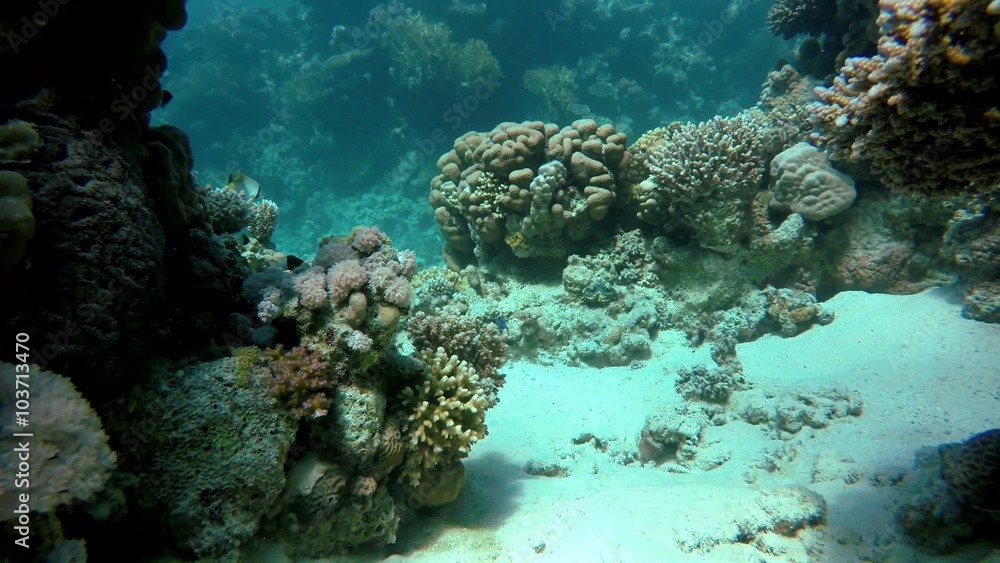 aqua. Coral reef. Exotic fishes. The beauty of the underwater world. Life in the ocean. Diving on a tropical reef. aqua. Coral reef. Exotic fishes. The beauty of the underwater world. Life in the ocean. Diving on a tropical reef.