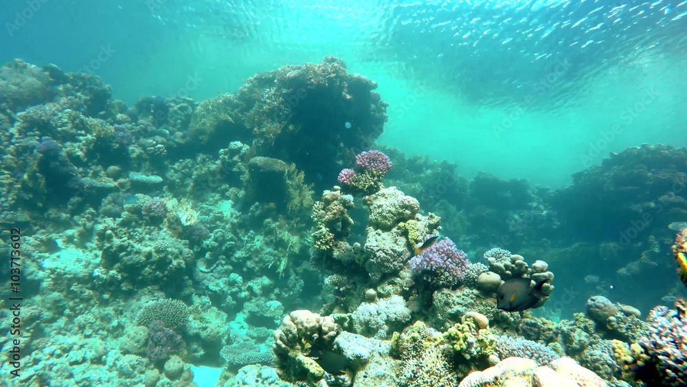 Coral, Exotic fishes. The beauty of the underwater world. Life in the ocean. Coral, Exotic fishes. The beauty of the underwater world. Life in the ocean.