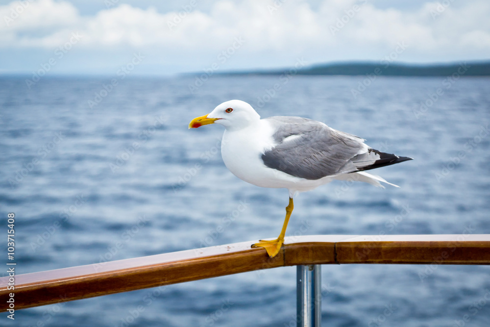 Seagull standing on the rail of the ship