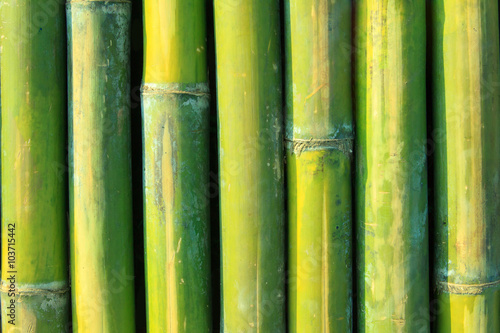Green bamboo background texture.