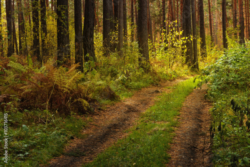 Beautiful road in autumn forest © larisa1