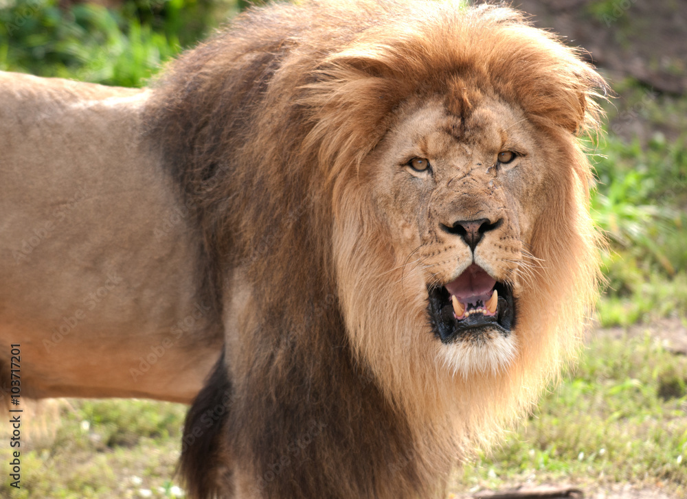 Obraz premium African lion