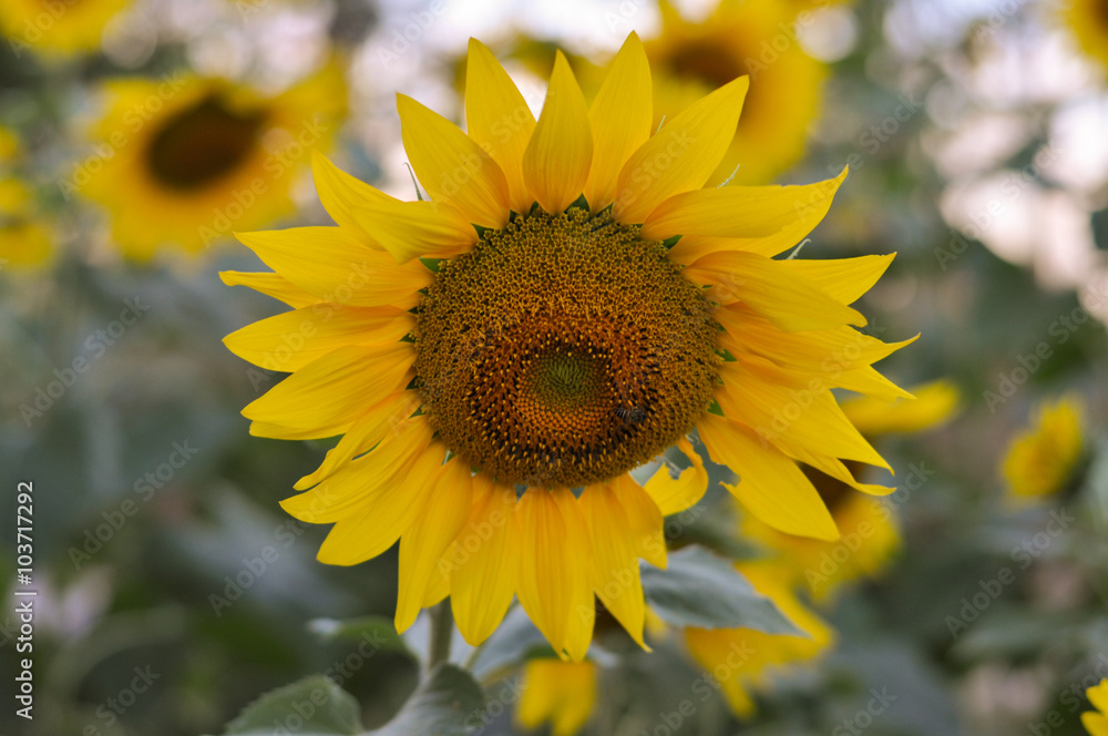 Fototapeta premium beautiful sunflower