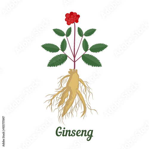 Root and leaves panax ginseng.