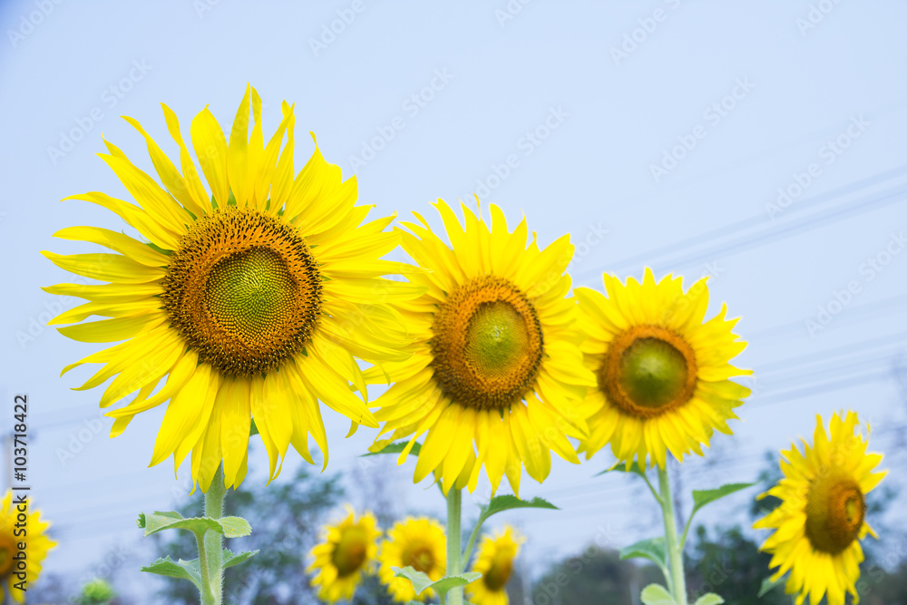 Fototapeta premium sunflower